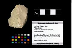 Foto (Objekt + Etikett) von Pithonoton sp.  (NHMW-GEO-1990-0041-3966)